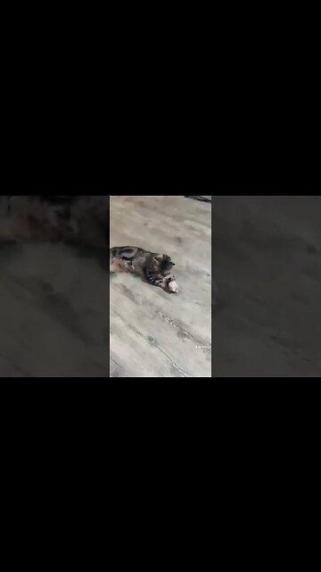 Kitty plays with mouse toy. #cat #cats #catvideos