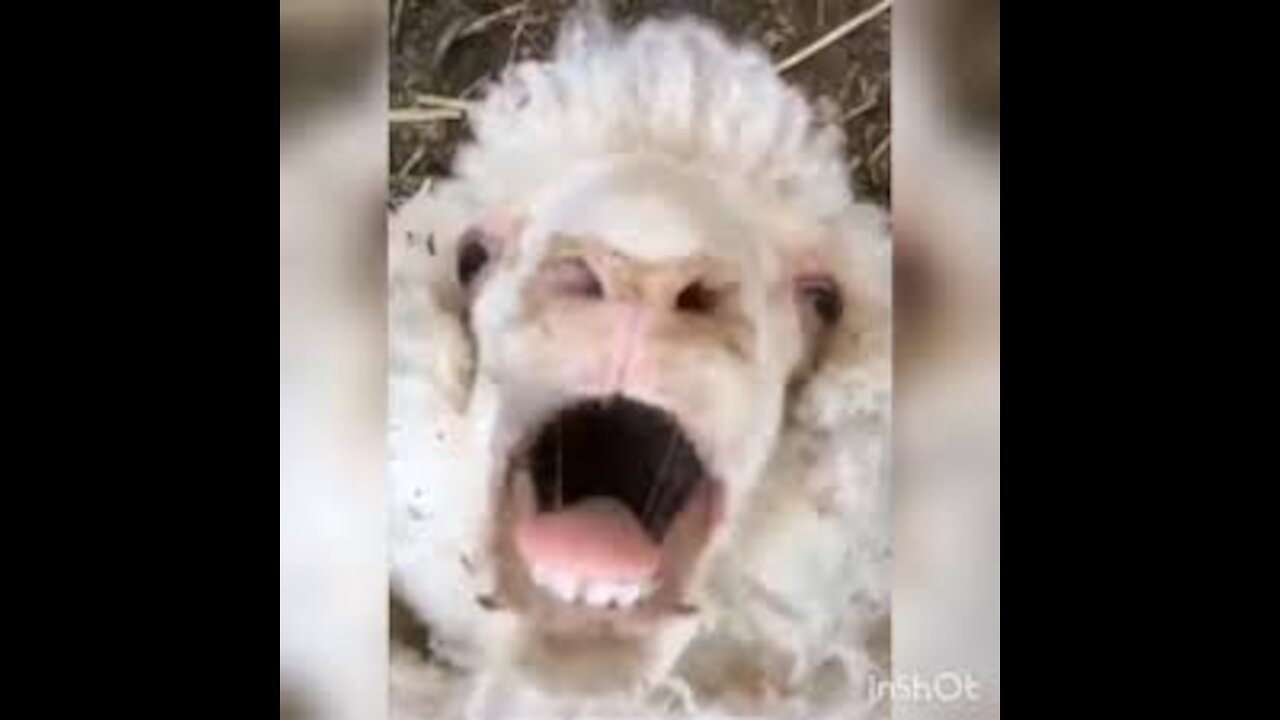 😂😂Funny Sheep Attacking People Compilation (Funny) 😂😂