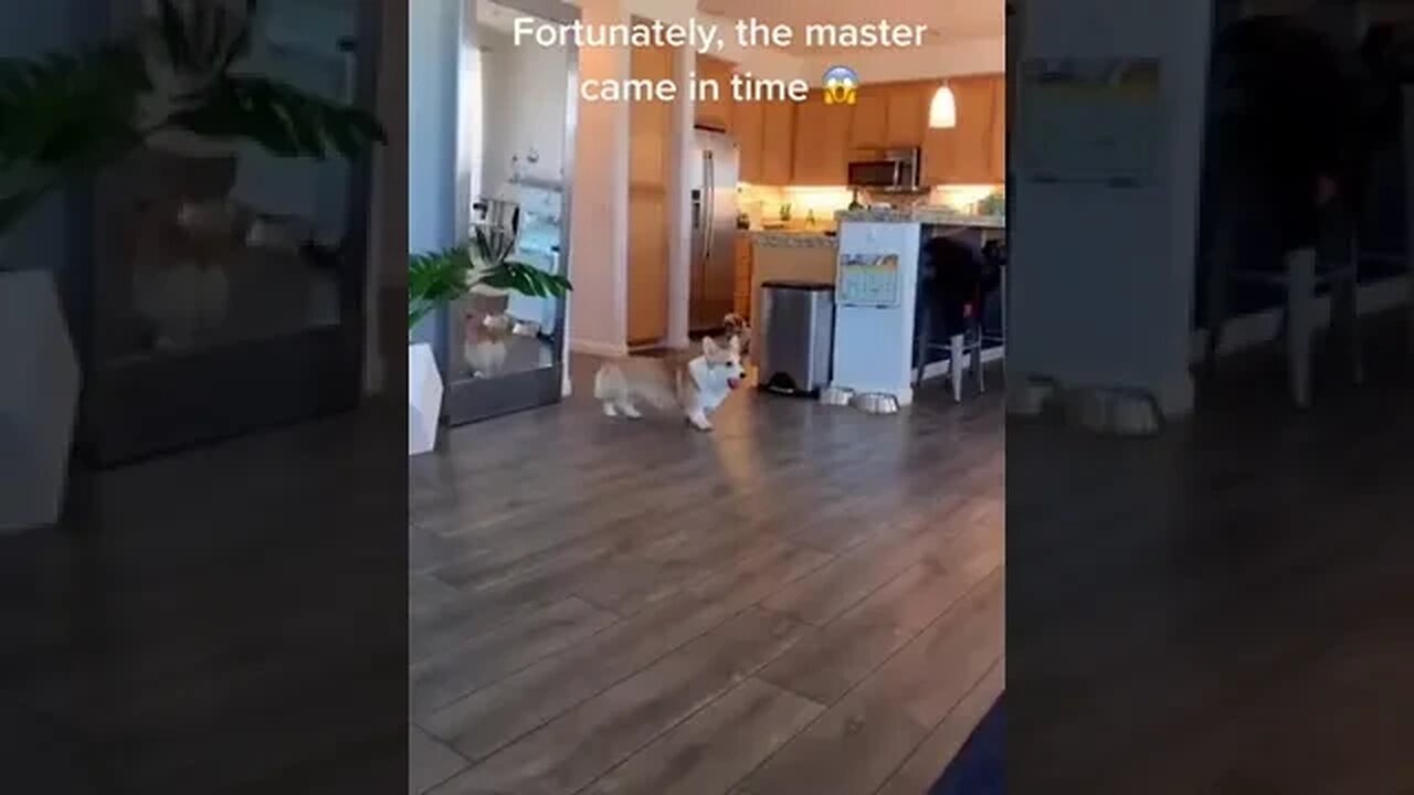 Lucky Mirror Tiktok gocozypawsllc