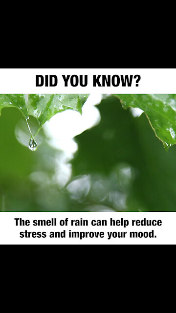 Smell of rain did you know [GMG Originals]