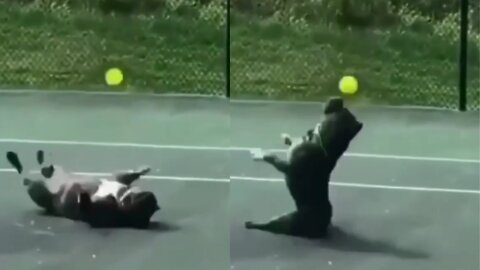 Baby dog is flying in the boal videos