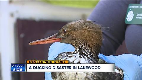 Diving ducks crash landing on bridges over Rocky River