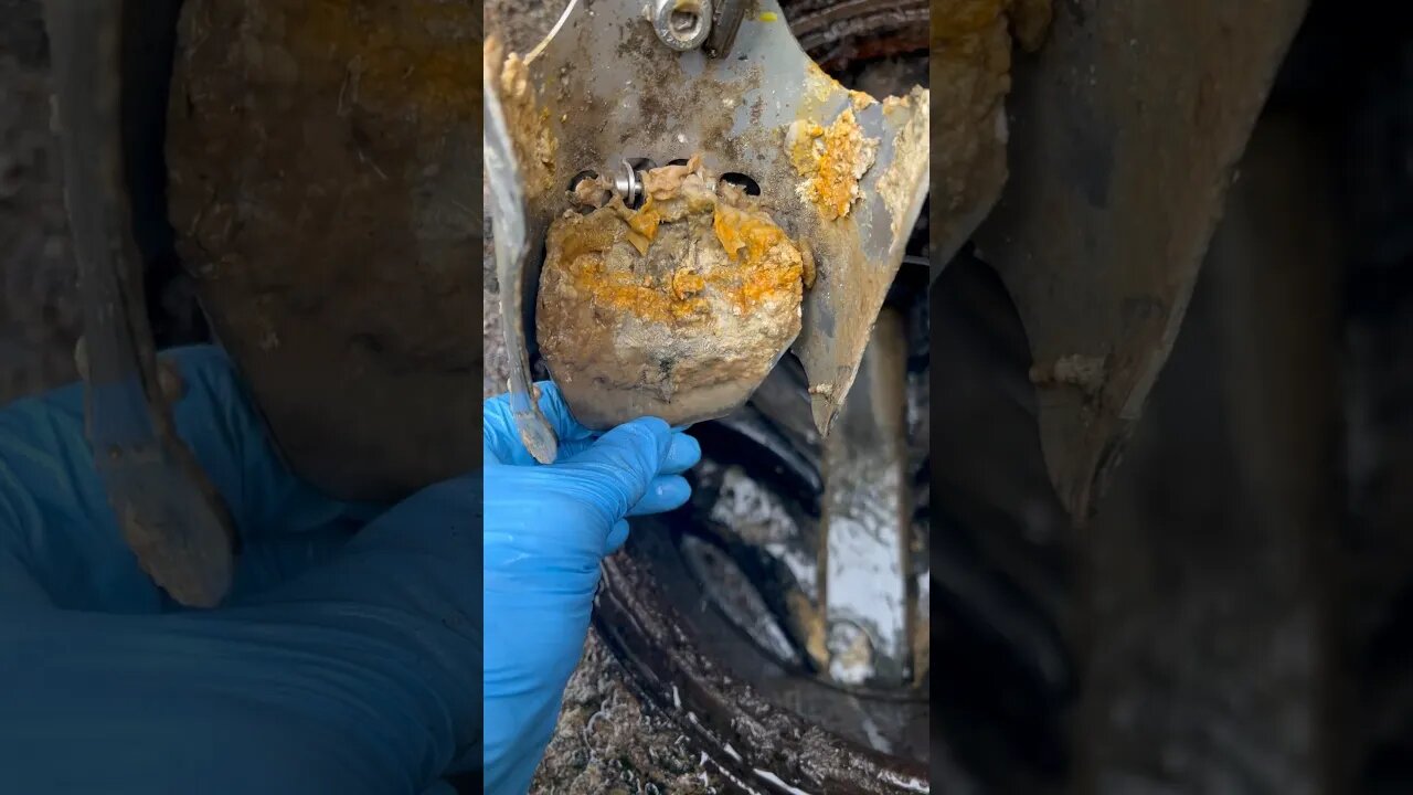 Rat FLAP hack #pestcontrol #filth #fixit