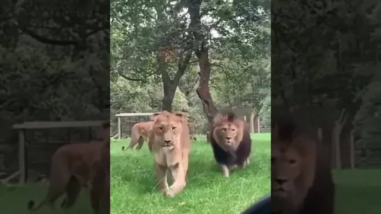 I want to know what to do if I am surrounded by lions, wait online, I am in a hurry
