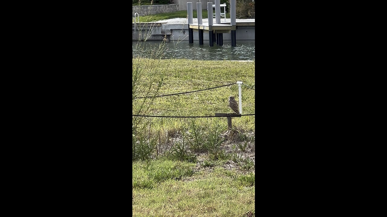 Burrowing Owls Sitting On Their Perch #Owl #BurrowingOwl #MarcoIsland #4K #DolbyVisionHDR