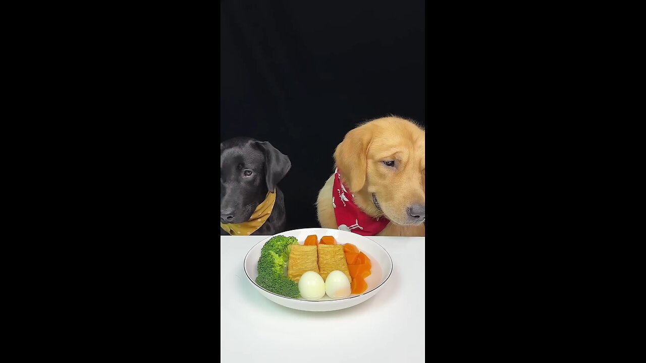 food lover dogs