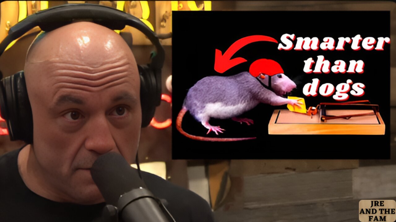 Joe Rogan Do you know how smart rats are?