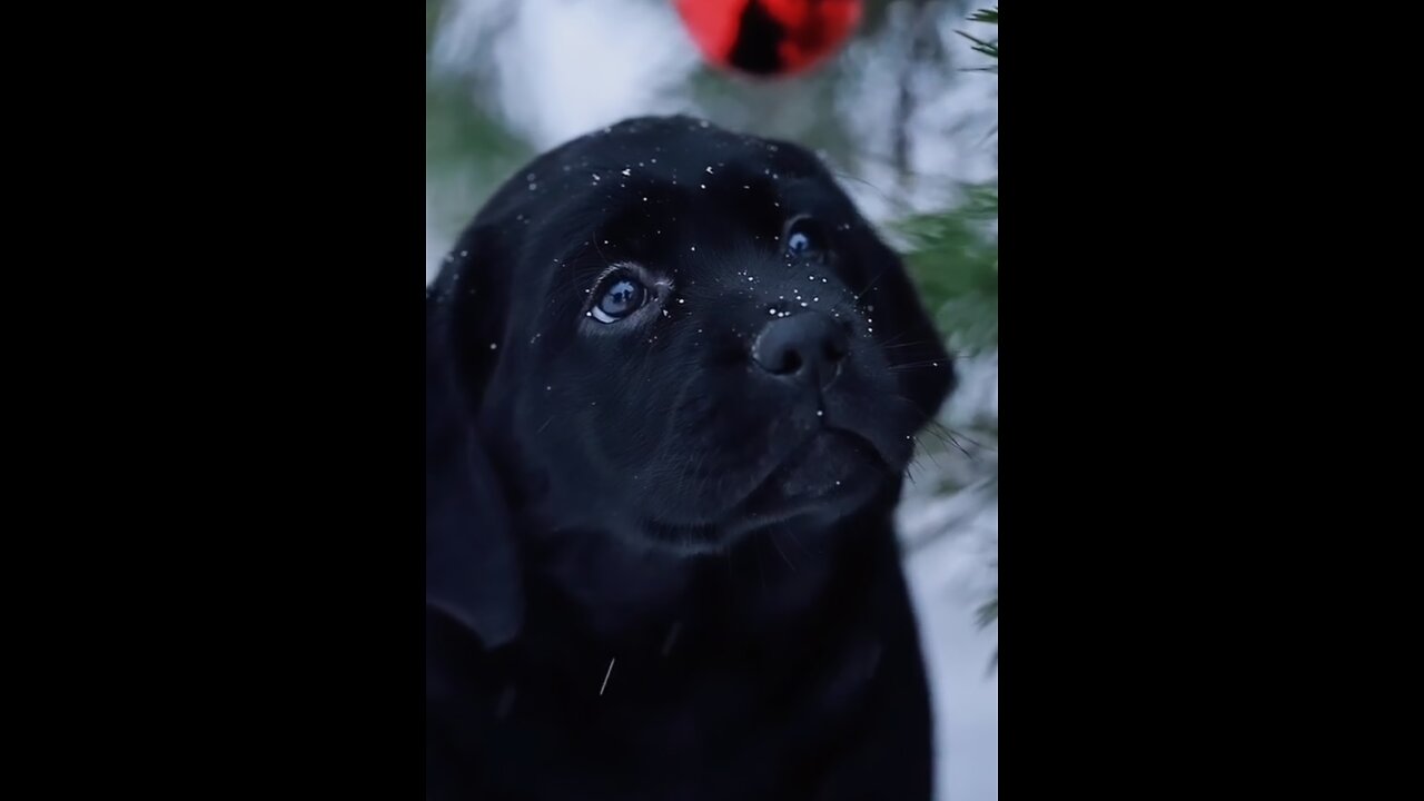 Cute puppy