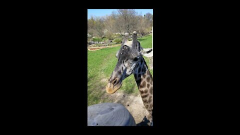 Have you seen how long a Giraffe's tongue is?