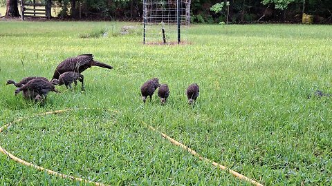 new batch of wild turkeys