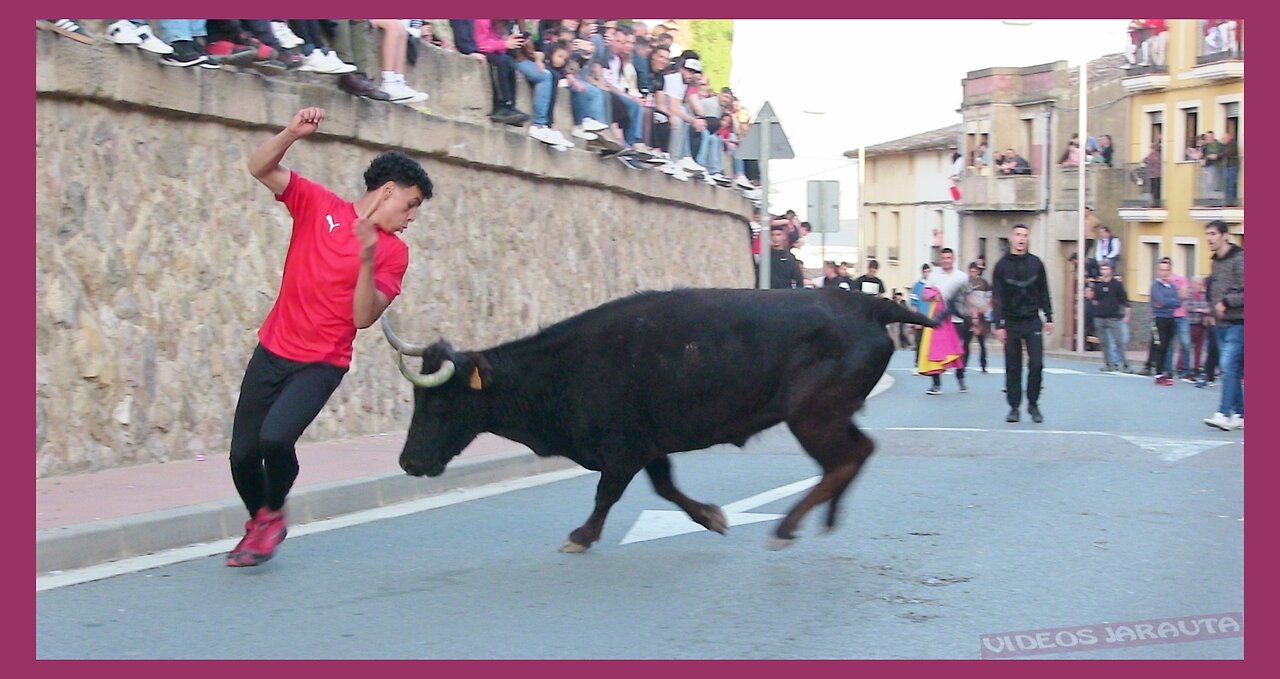 EL VILLAR DE ARNEDO ( LA RIOJA ) TARDE VACAS CALLE ( SABADO 25 MARZO 2023 ) GANAD.EL PINCHA