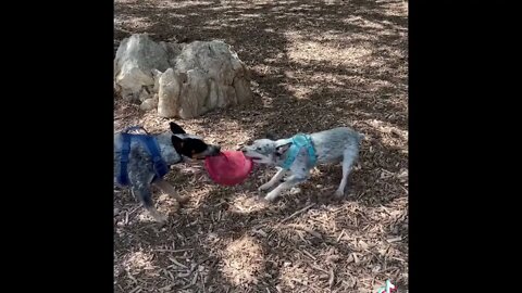 The coolest dogs in the world Australian Cattle Dog, Heelers