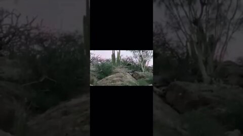 panther