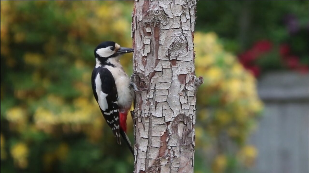 Woodpecker making nest in the tree