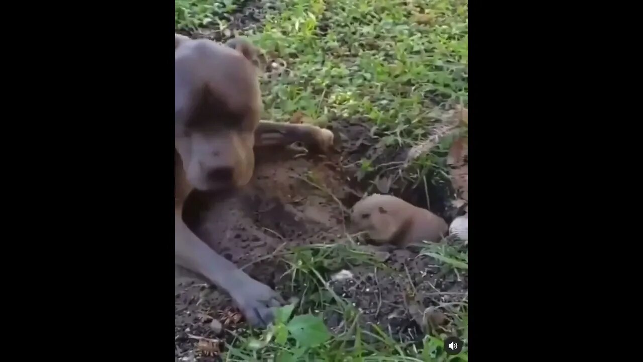 Do Not Disturb