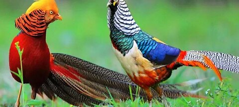 Beautiful Pheasant and wading Birds Playing