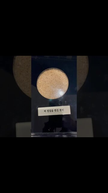 농업박물관 벼 껍질 벗긴 현미