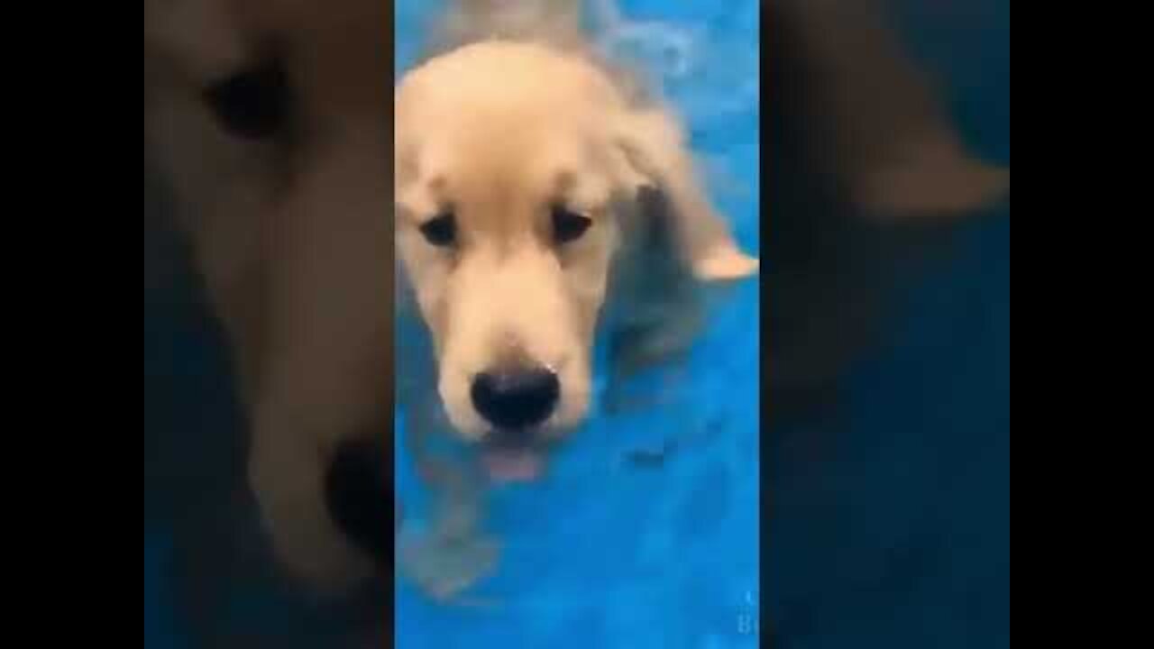 Funny dog videos try not to laugh impossible