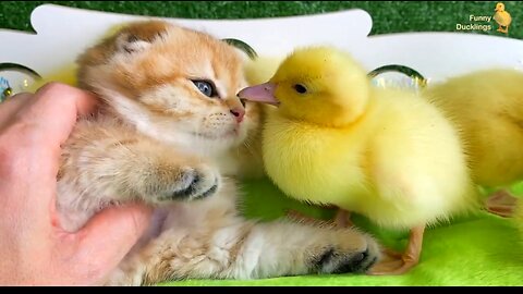 The playing duck diaper is very cute