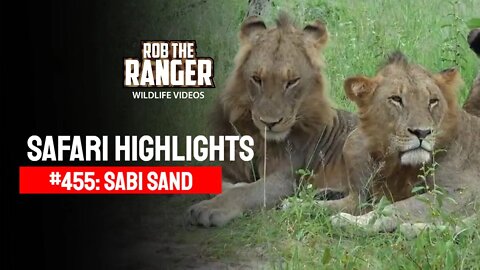 Safari Highlights #455: 24 - 27 January 2017 | Sabi Sand Nature Reserve | Latest Wildlife Sightings