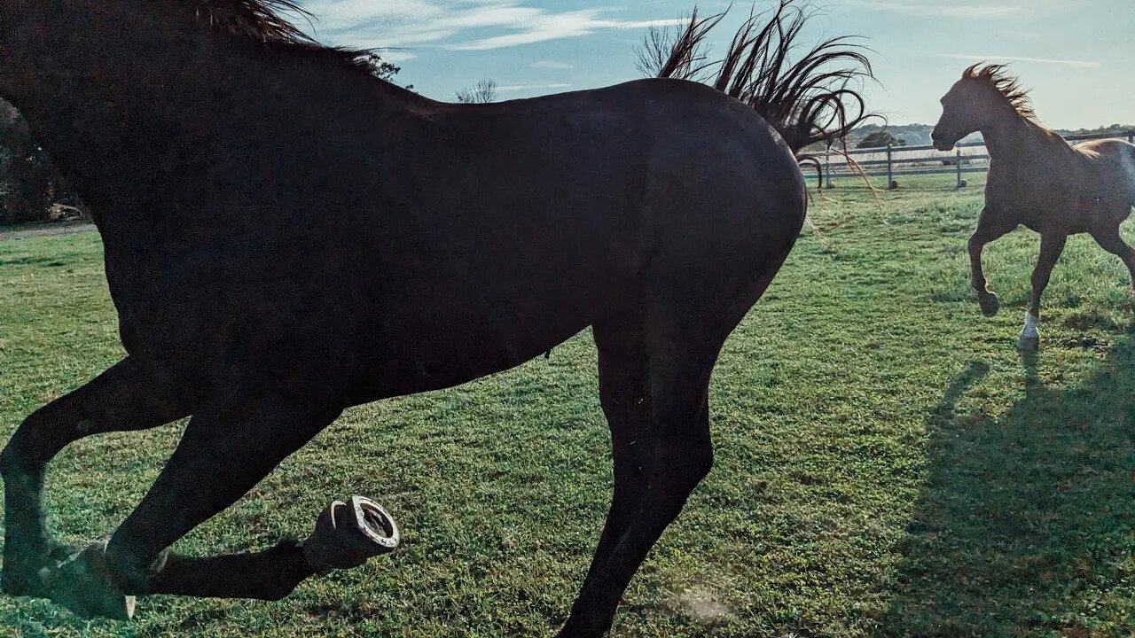 Cajun Horse Asserting Dominance 😲🐴