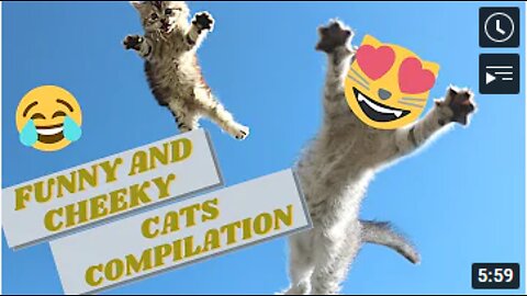 Cute Cats Compilations - Funny and Cheeky