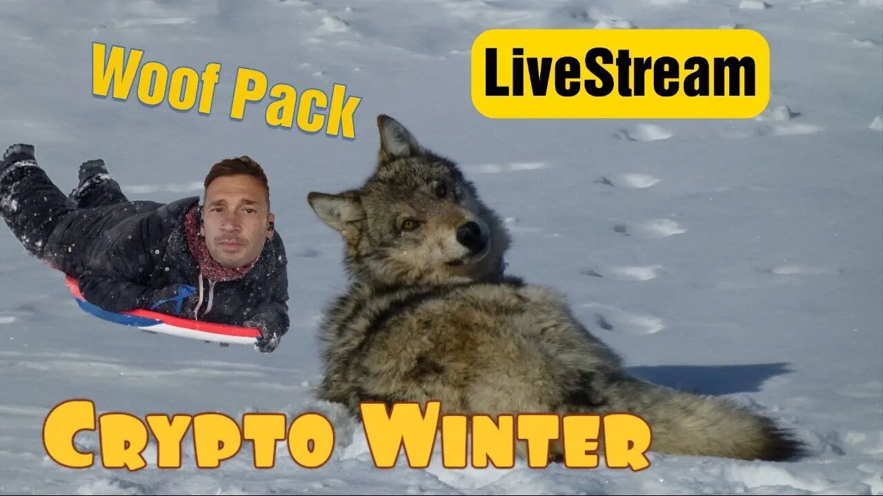 Woof Pack Very FIFTH live-Stream!