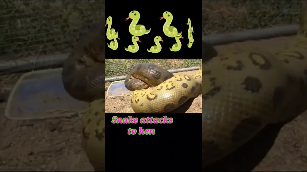 Snake attacks to hen #youtubeshorts #shorts #shortvideo