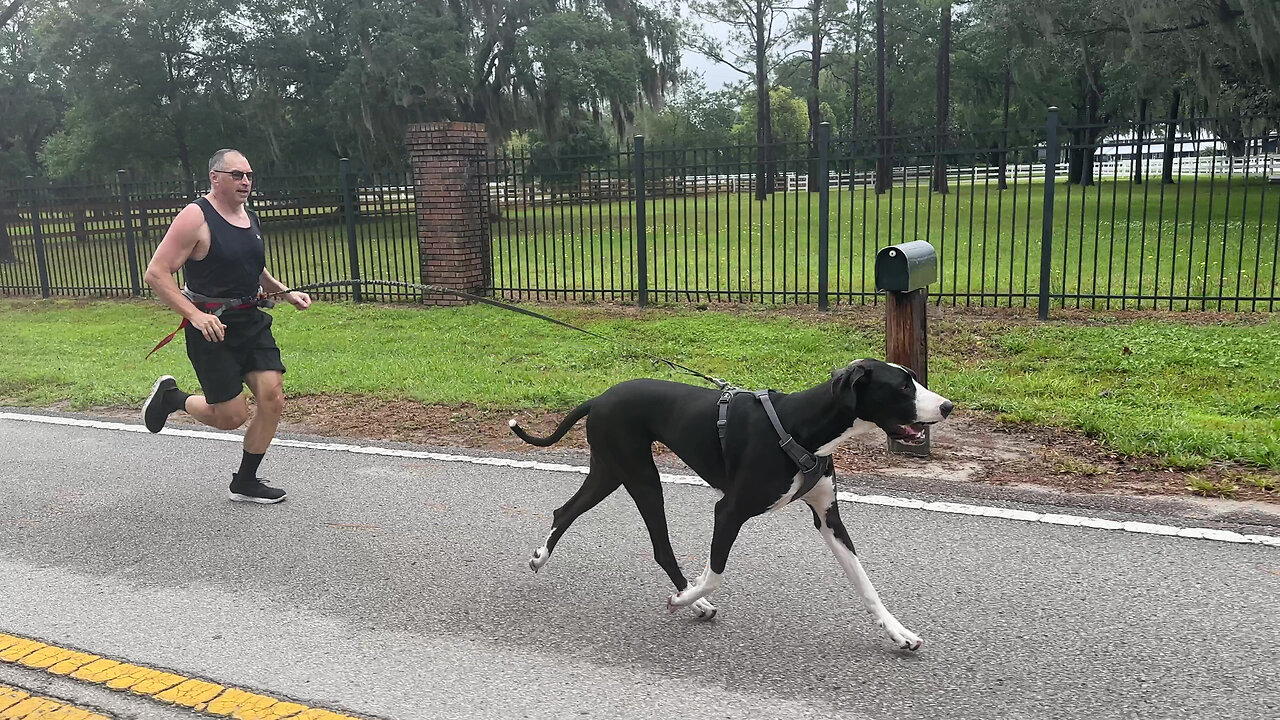 Happy Great Dane Enjoys Her First Harness Training Run