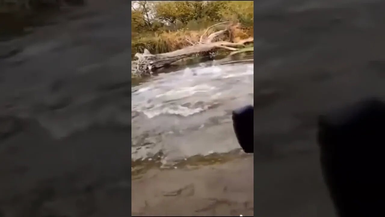 vídeos engraçados homem pegou uma baleia do seu lago