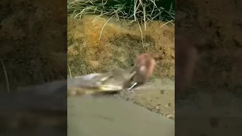 Deer with lightning reflexes