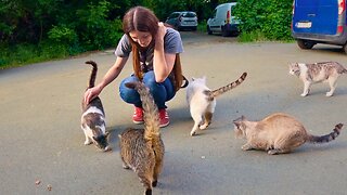 The Cutest Street Gang Stole My Heart! Feeding Stray Cats