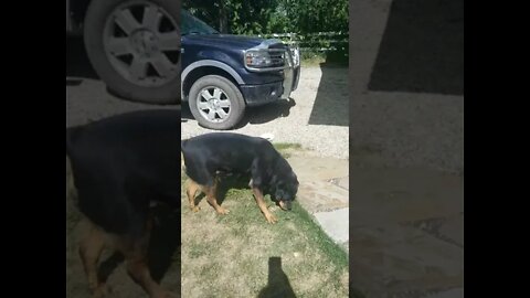Gorgeous Female Rottweiler#Shorts #rottweiler😍💖💜💛