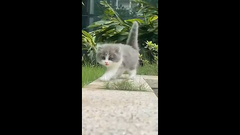 cute little cat . A beautiful moment