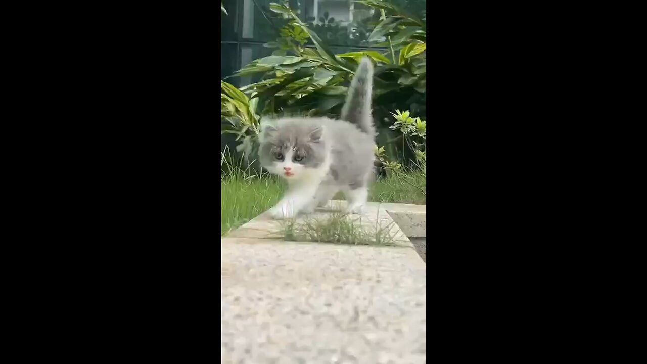cute little cat . A beautiful moment