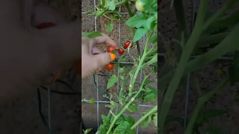 Cherry tomato in balcony