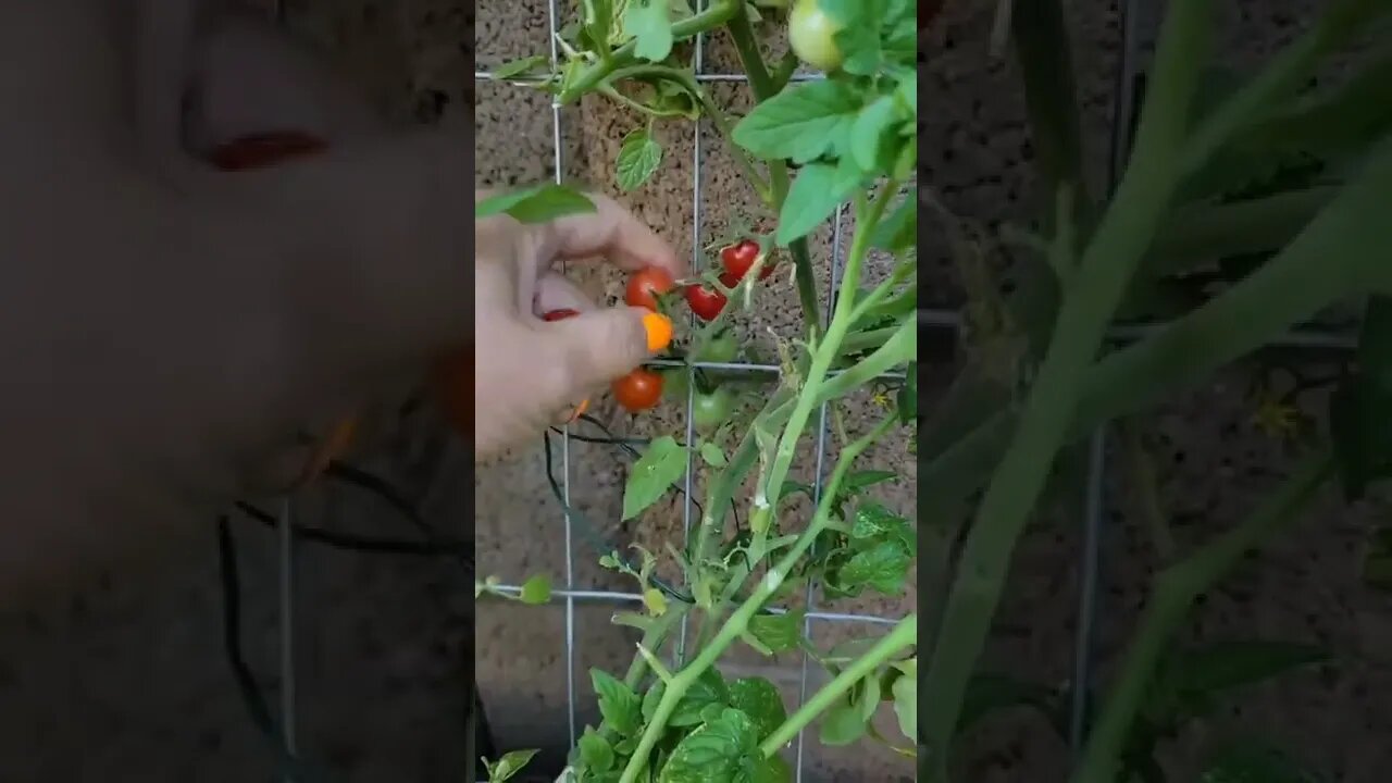 Cherry tomato in balcony