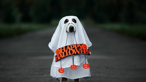 Best Halloween Pets in costume 2022