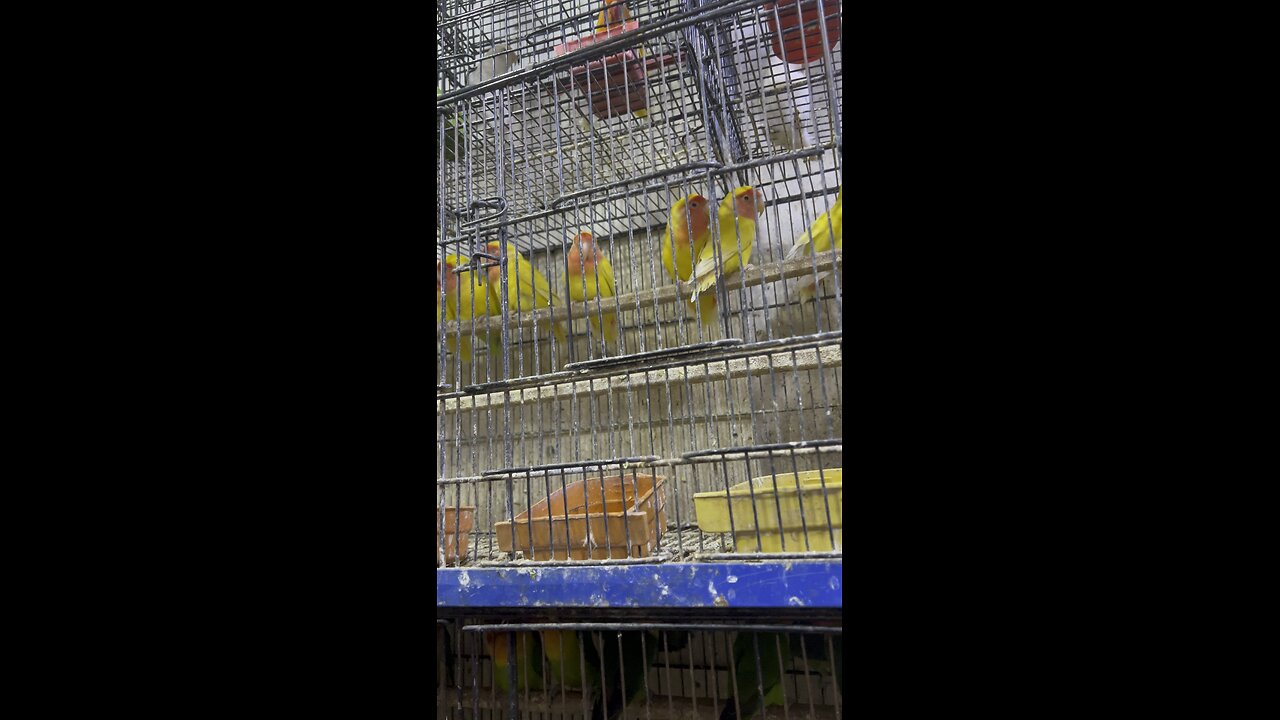 Cute parrots