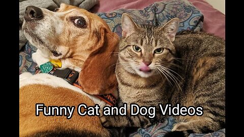 Funniest Animals Video -Best Cats🐈 and Dogs🐕