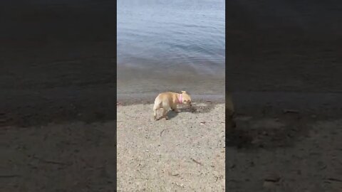 Miley checking out the river and thinking , nope not today