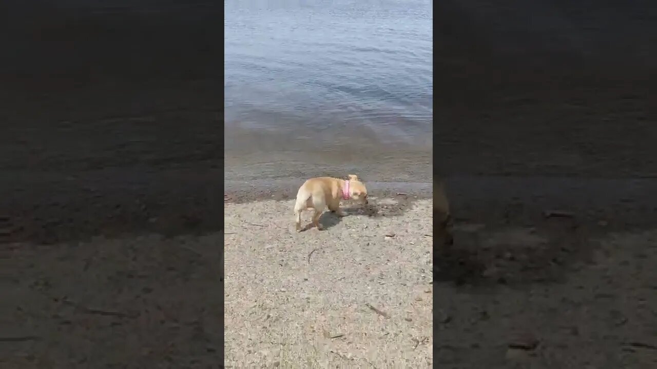 Miley checking out the river and thinking , nope not today