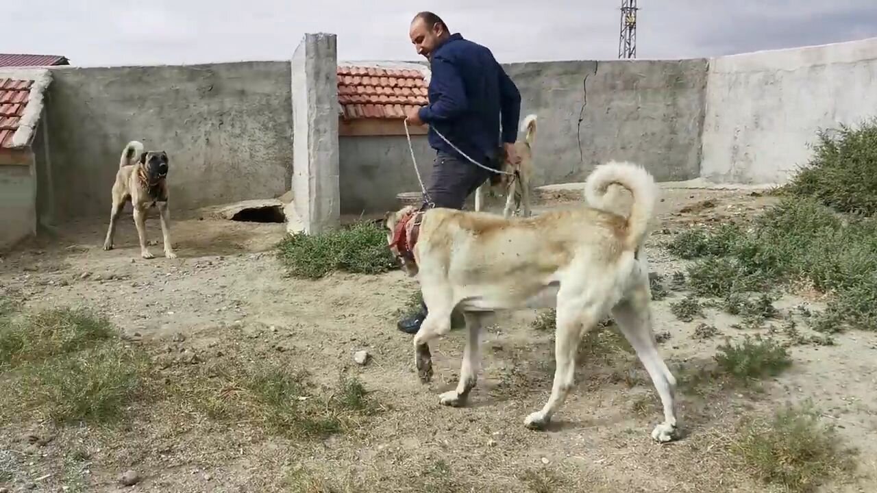 Turkish Kangal