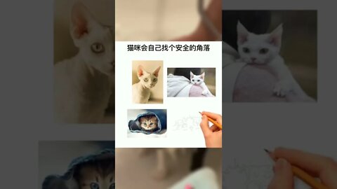 猫咪应激了怎么应对？#猫#宠物#萌宠#猫咪#猫咪应激