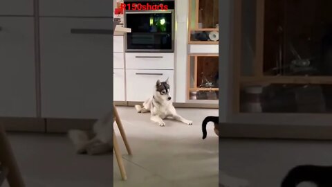 funniest dog and cat Video😁😁 best Funny animal Video - Funny Cat and Dog #r150shorts #youtubeshorts