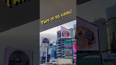 Shiba Inu in 3D in Shibuya