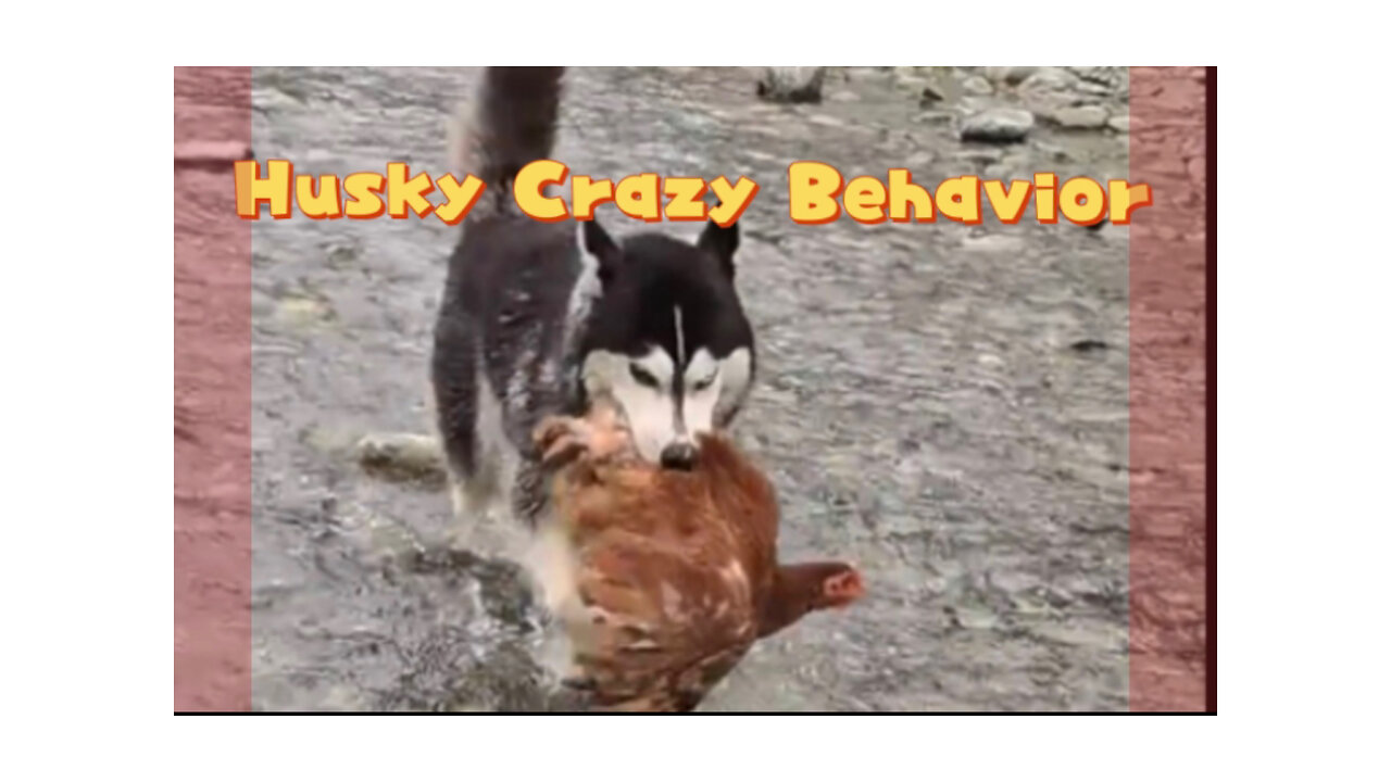 Husky Crazy Behavior | Comedy funny videos