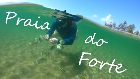 Praia do Forte, Bahia - (One Day Trip)