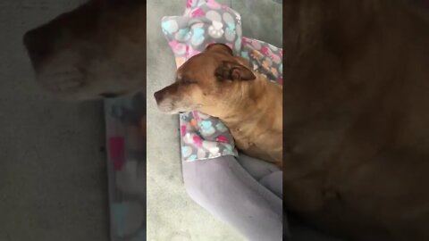 He's hanging on... Dug Update April 19th, 2022