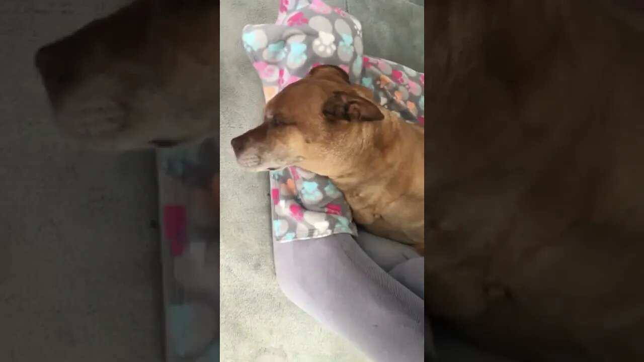 He's hanging on... Dug Update April 19th, 2022